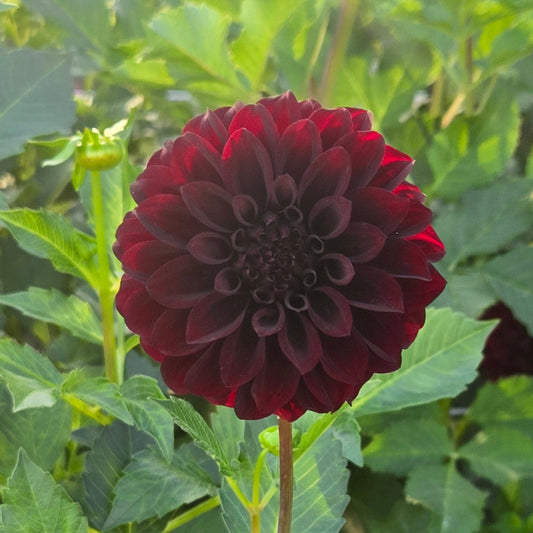 Black Satin Dahlia
