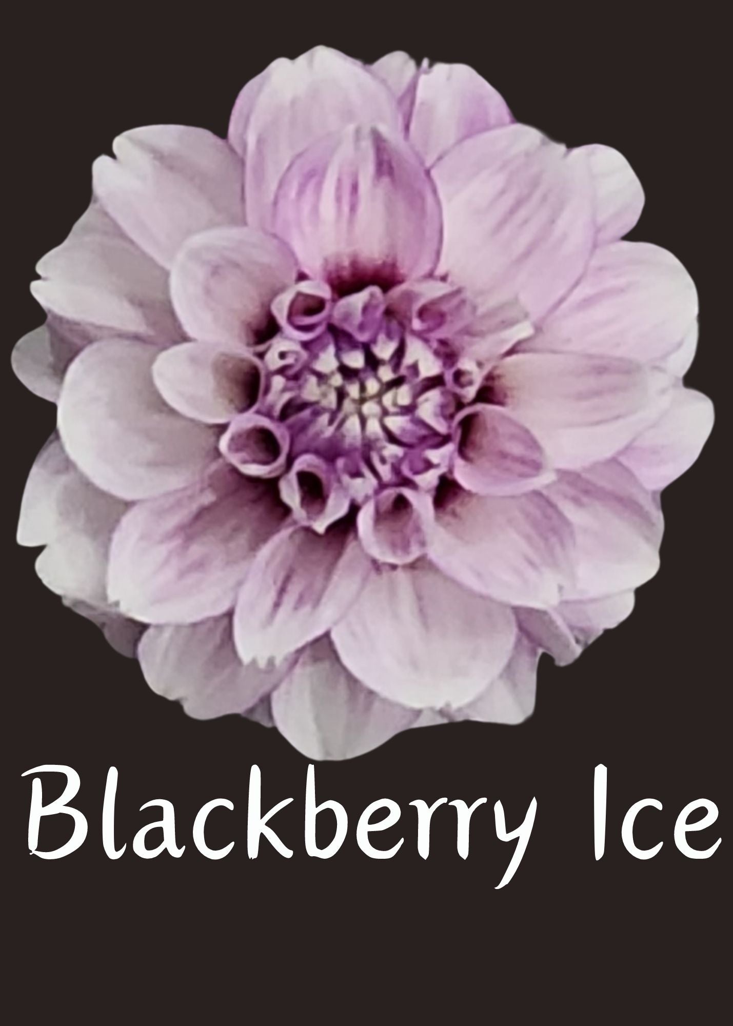 Blackberry Ice Dahlia