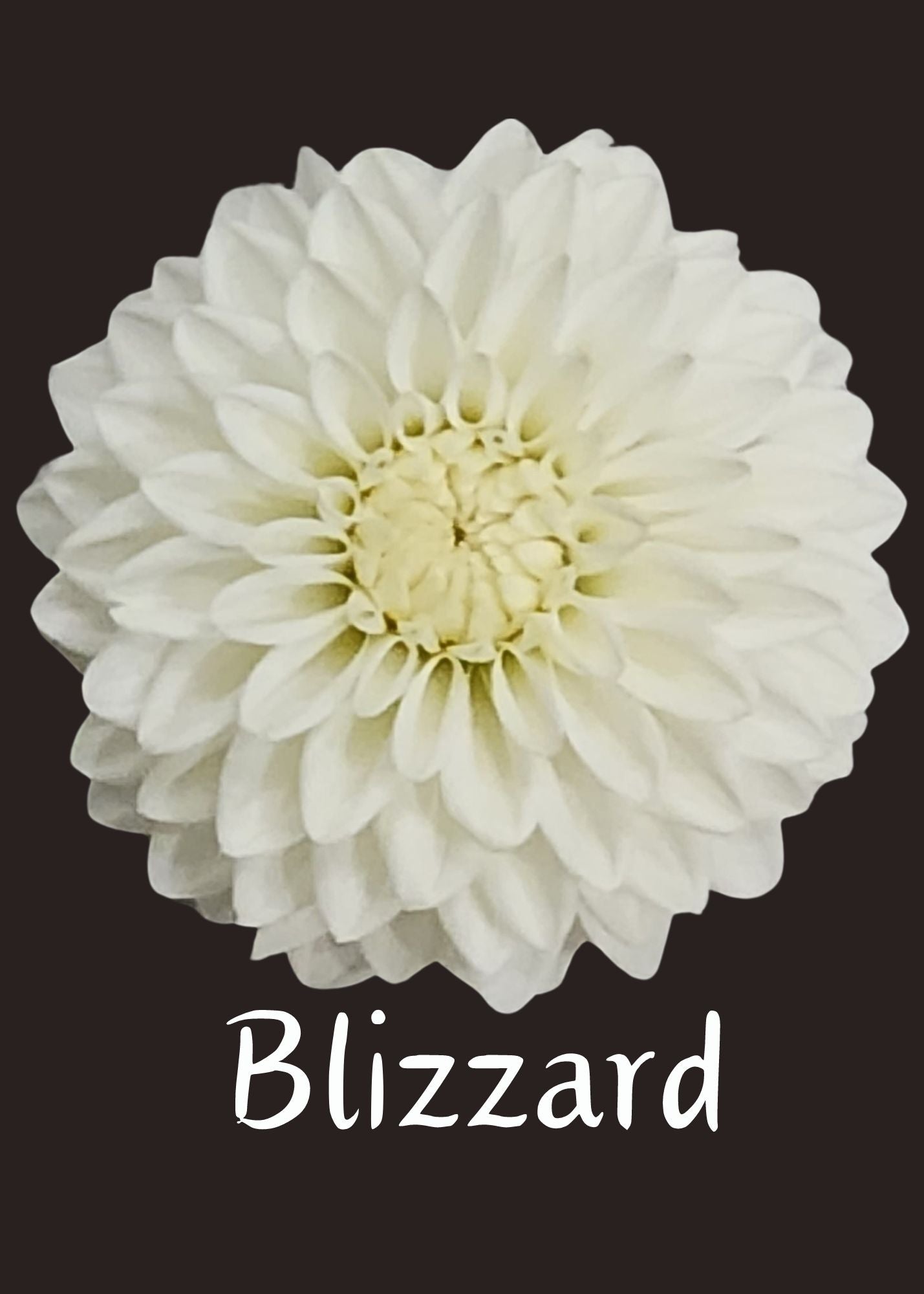 Blizzard Dahlia Tuber