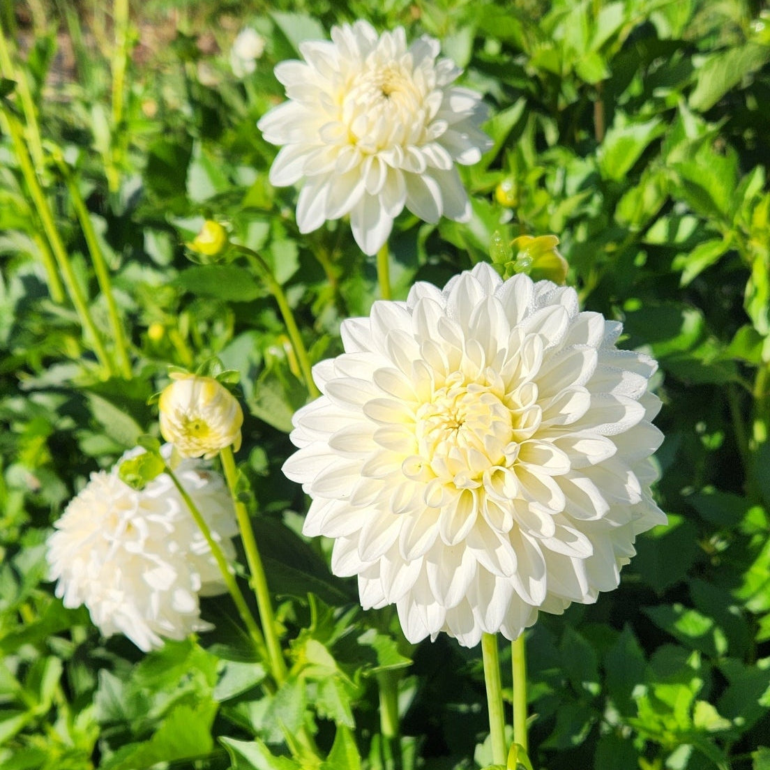 Blizzard Dahlia Tuber