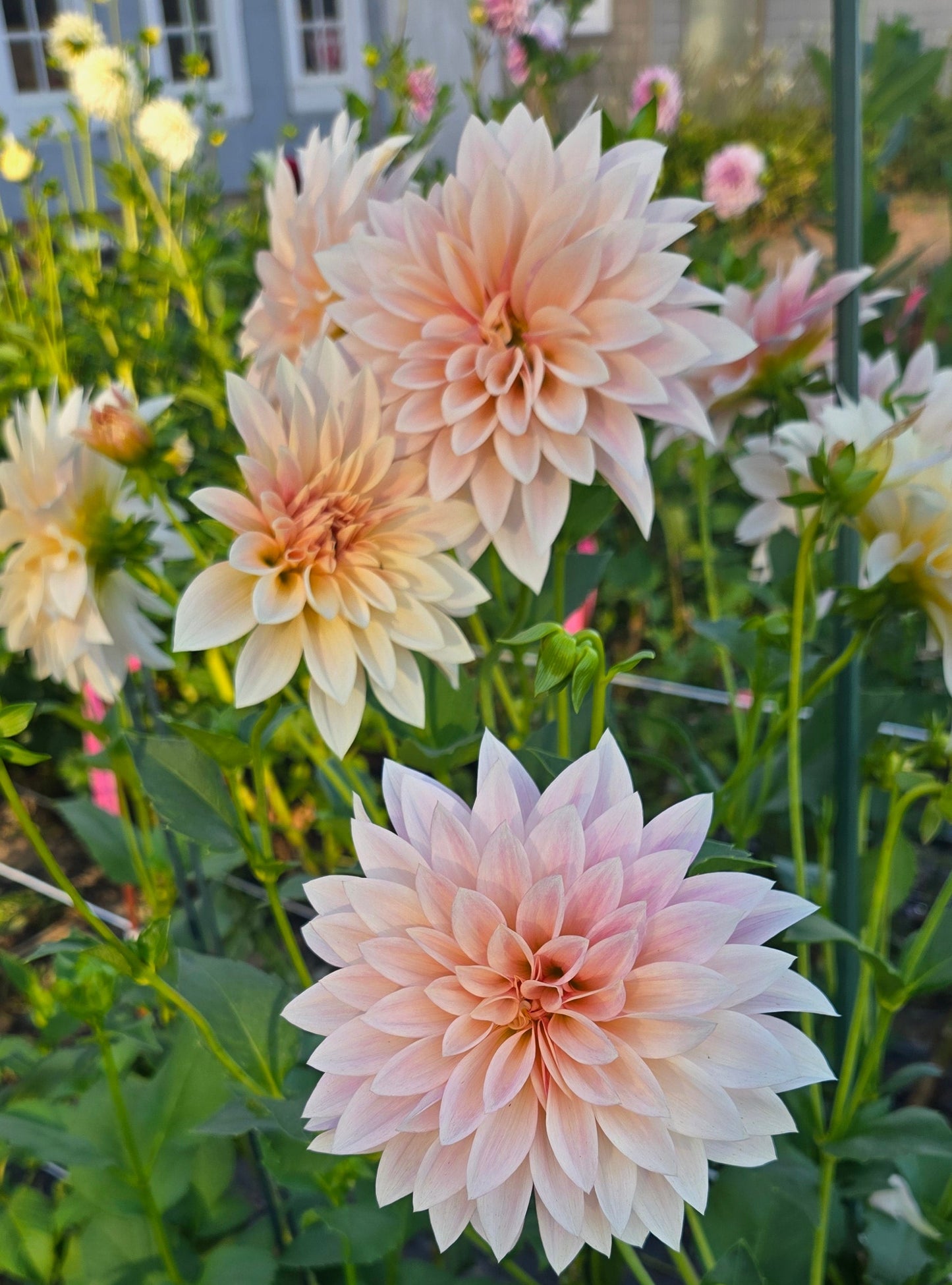 Cafe Au Lait MINI Dahlia
