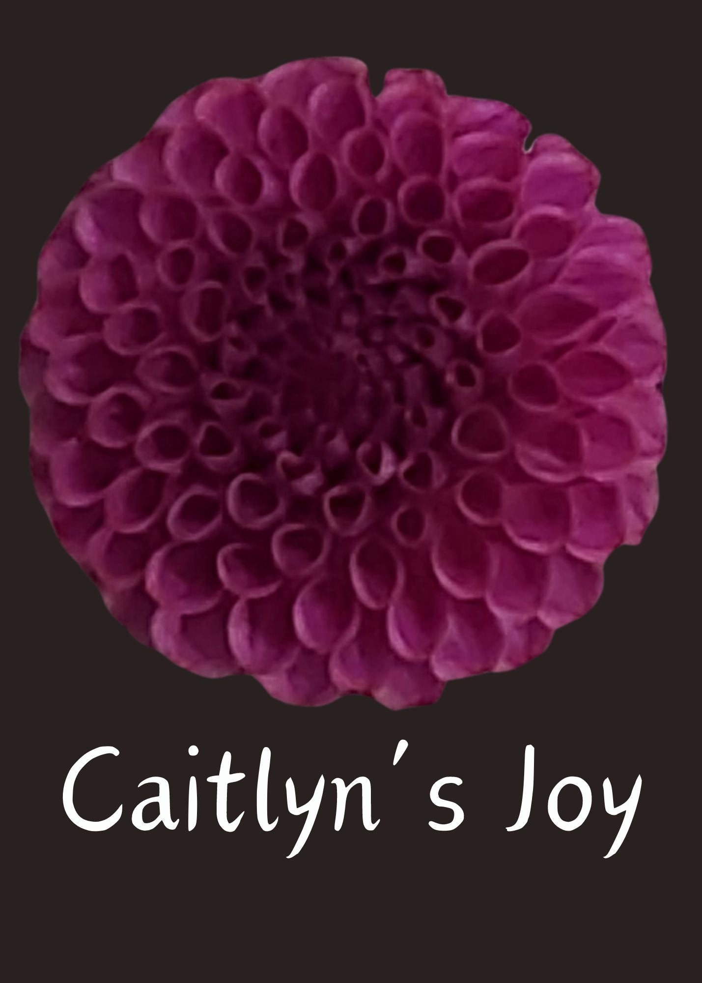 Caitlin's Joy Dahlia