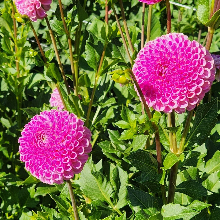 Caitlin's Joy Dahlia