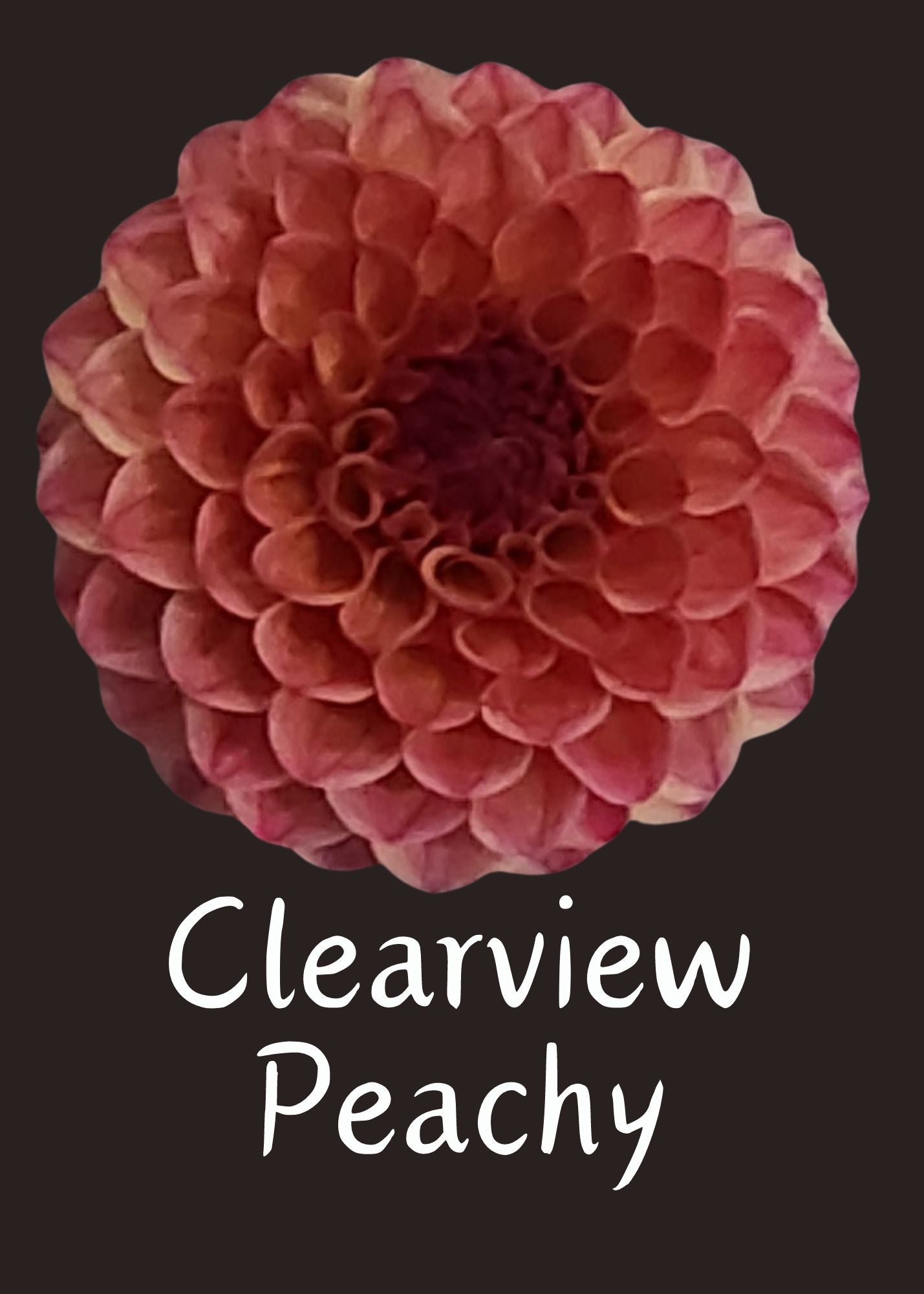 Clearview Peachy Dahlia 5 Tuber Value Pack