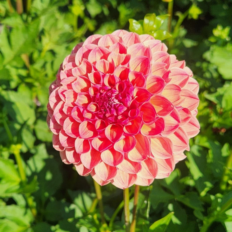 Clearview Peachy Dahlia 5 Tuber Value Pack