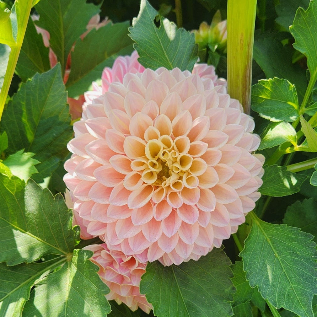 Coralie Dahlia 10 Tuber Value Pack