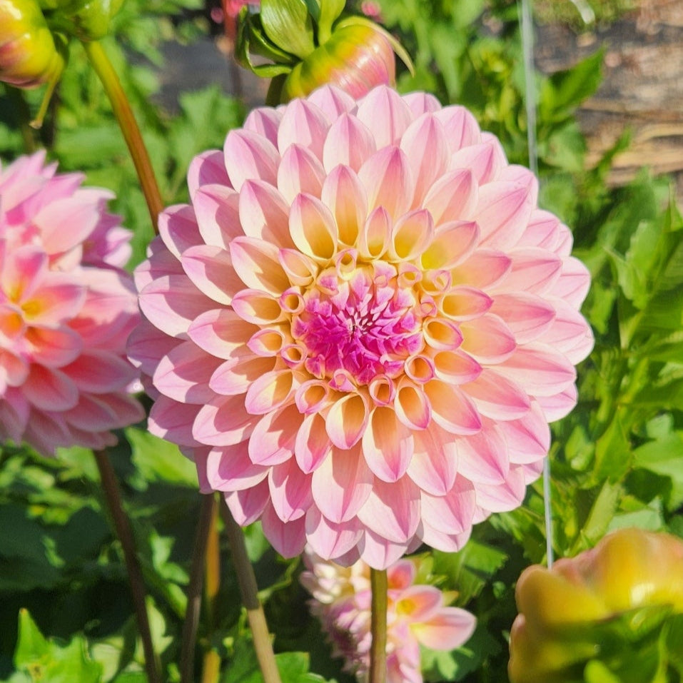 Coralie Dahlia 10 Tuber Value Pack