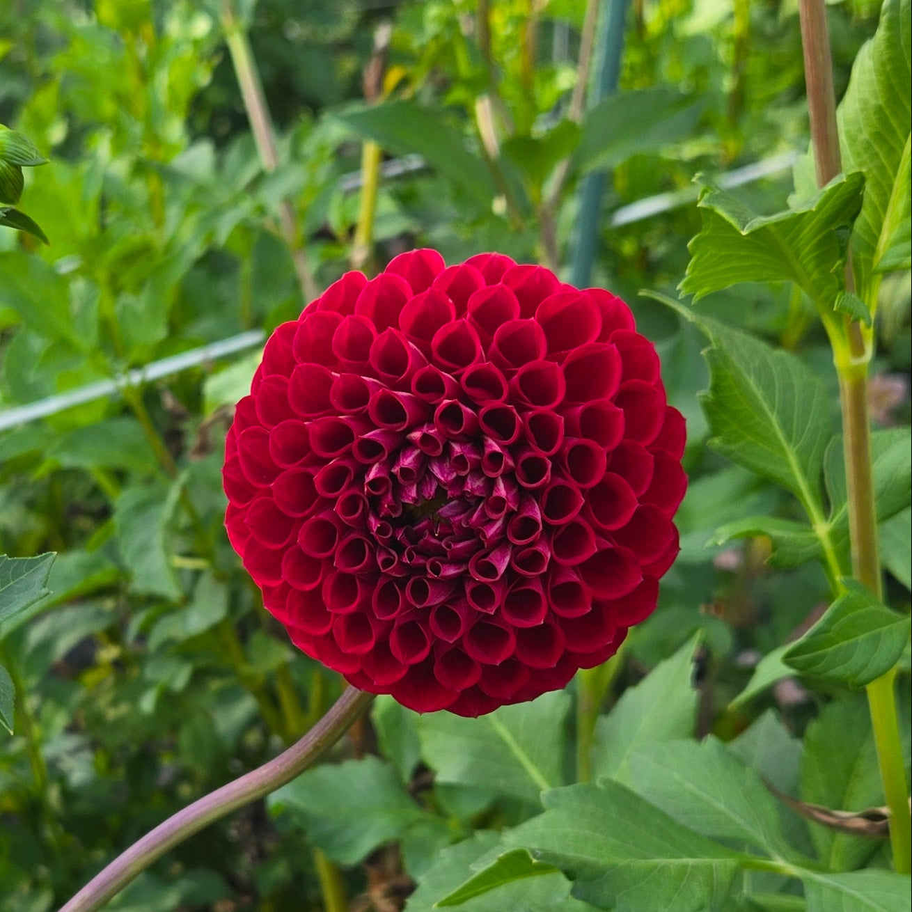 Cornel Dahlia