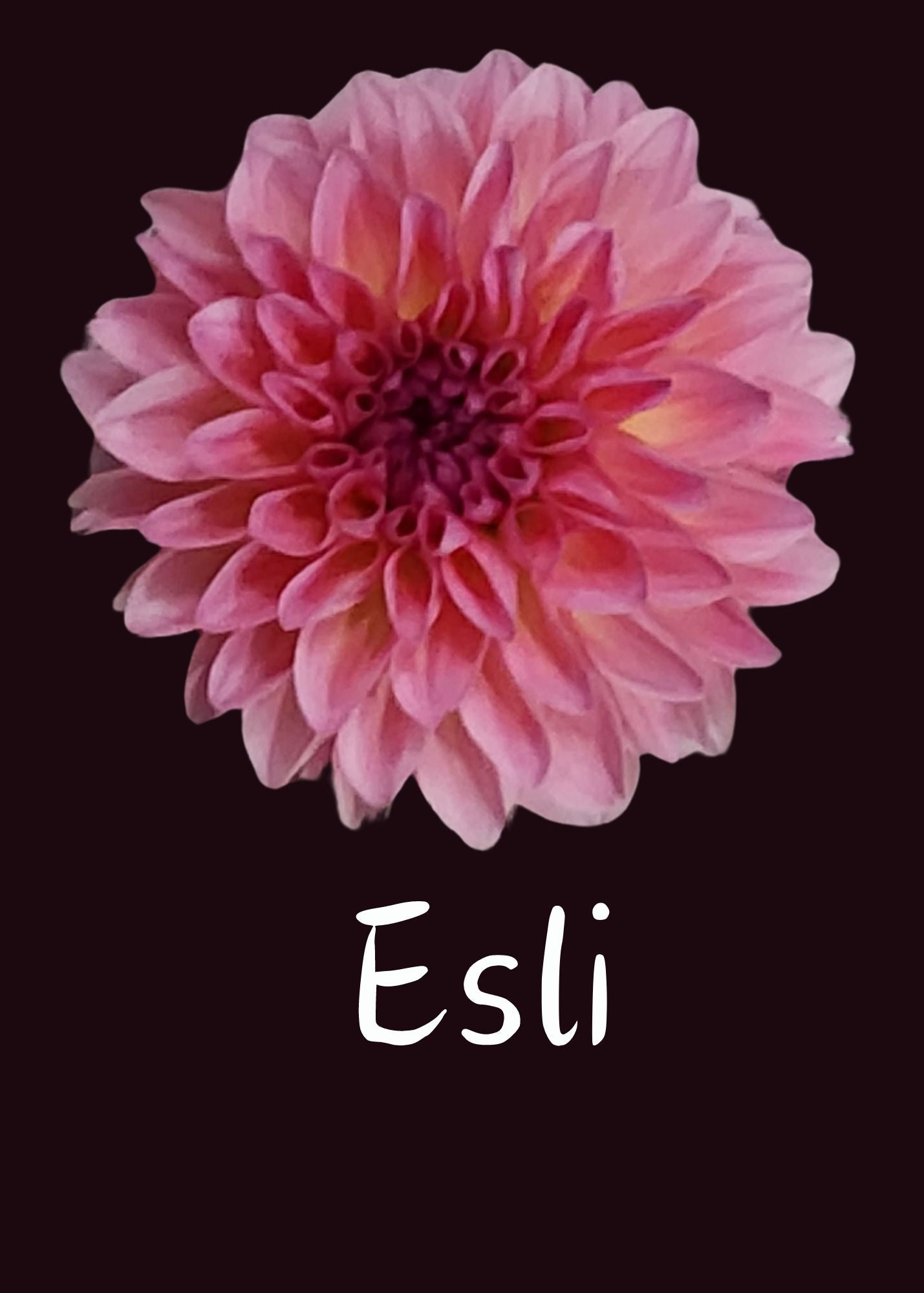 Esli Dahlia Tuber