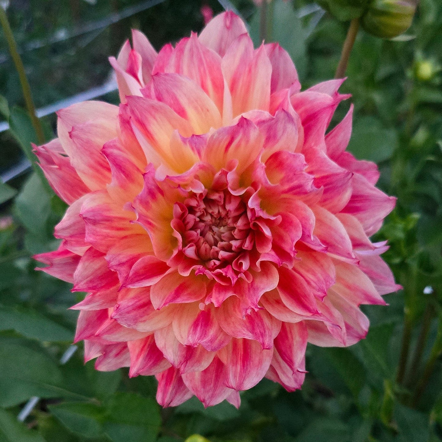 Funfair (Fun Fair) Dahlia Tuber