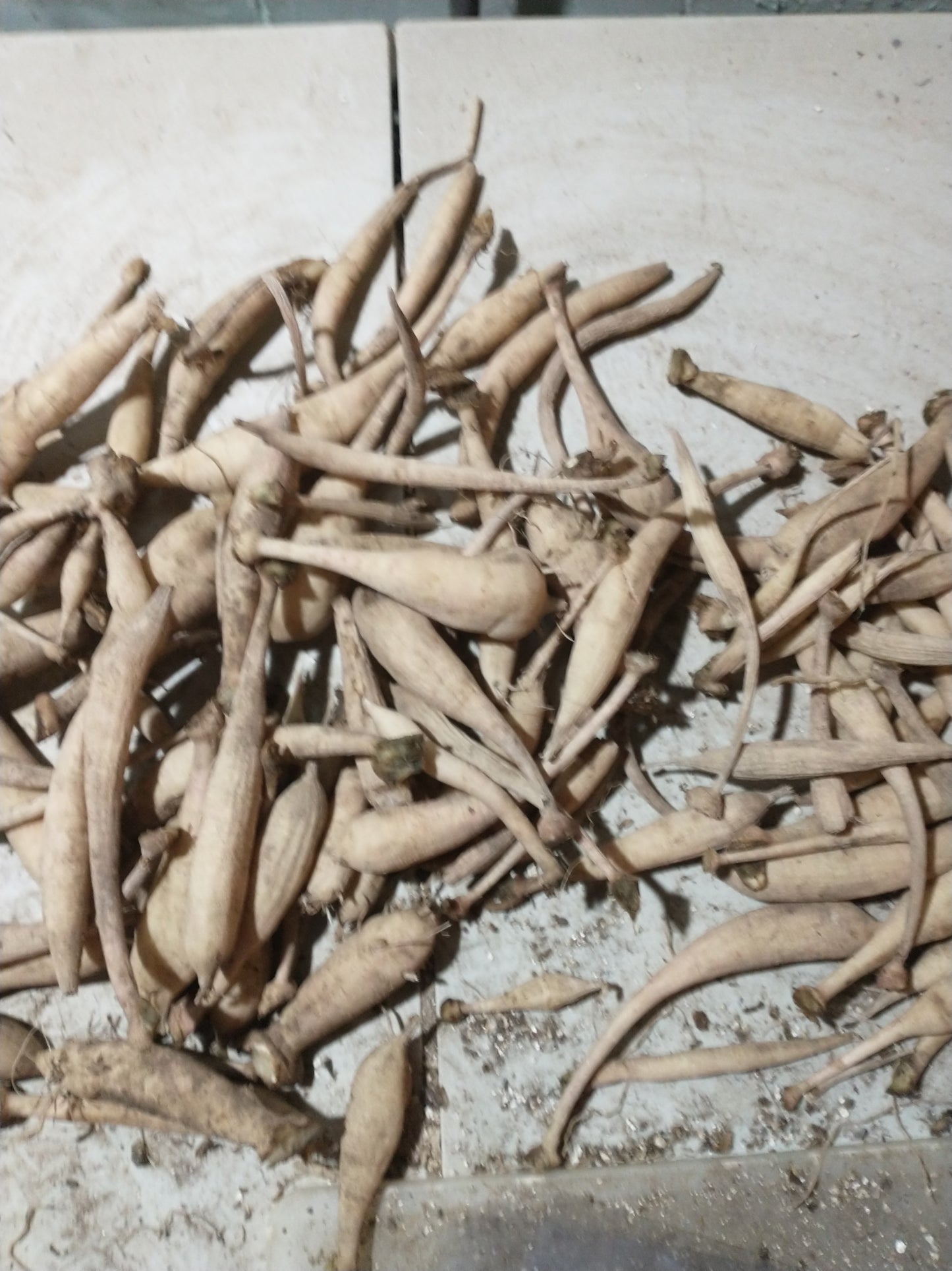 Tuber Mystery Bulk Package