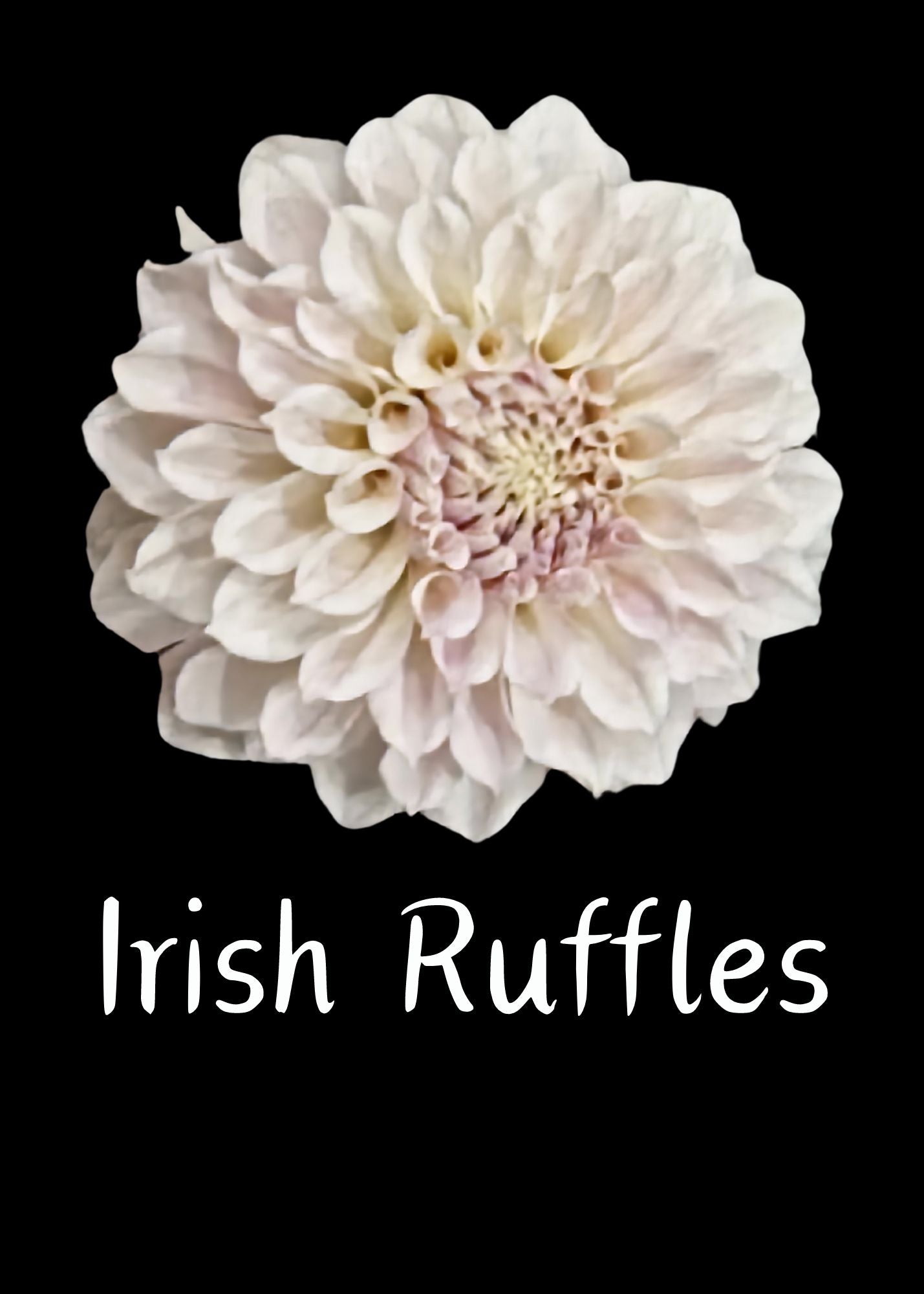 Irish Ruffles Dahlia