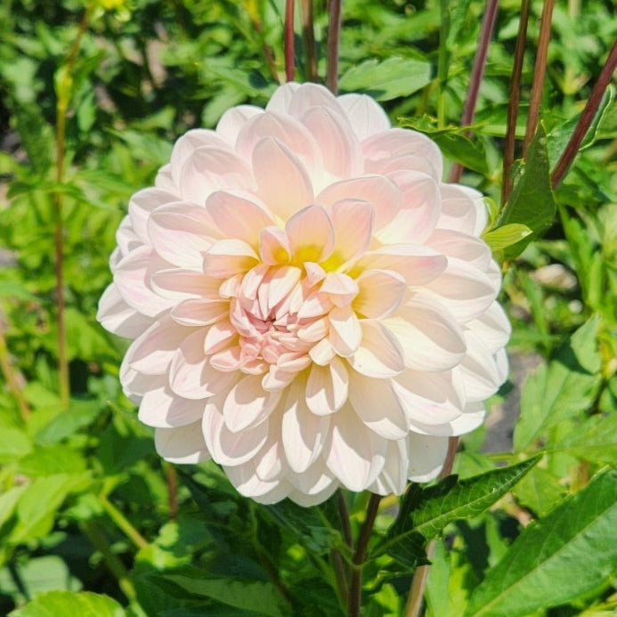 Kelgai Ann Dahlia