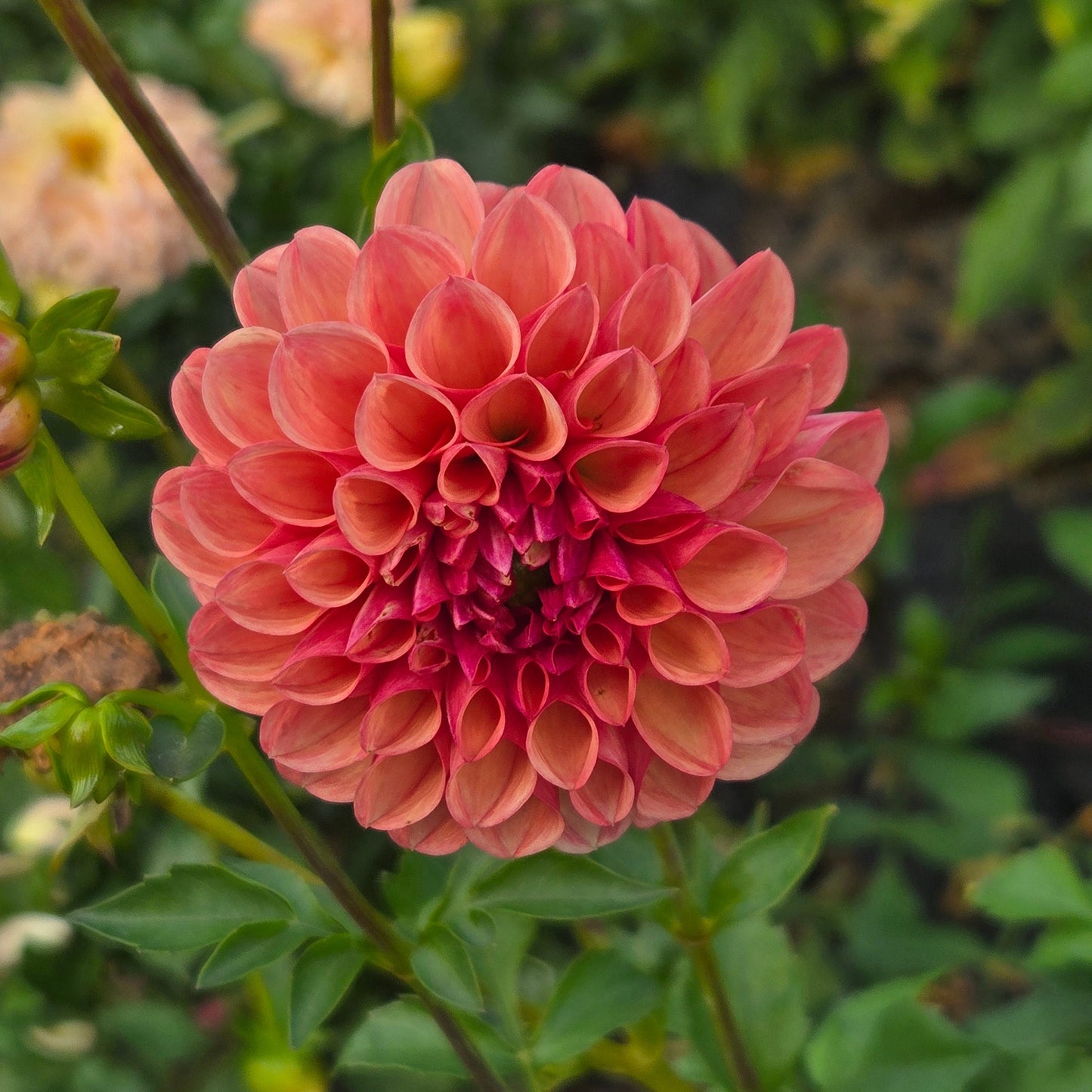 L.A.T.E. Dahlia Tuber