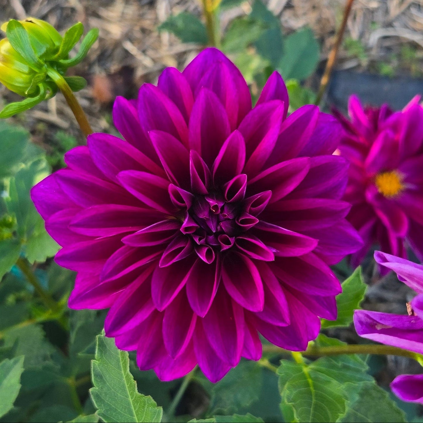 Le Baron Dahlia Tuber