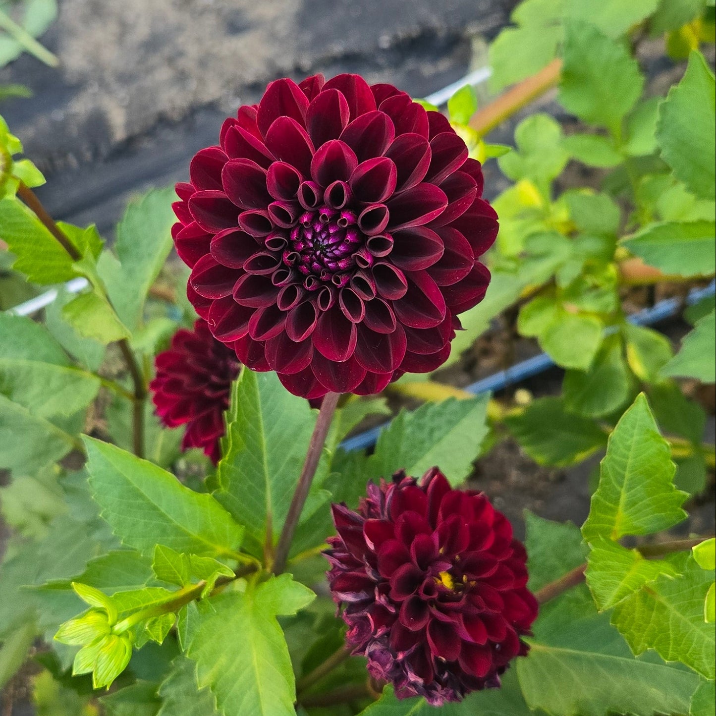 Lights Out Dahlia Tuber