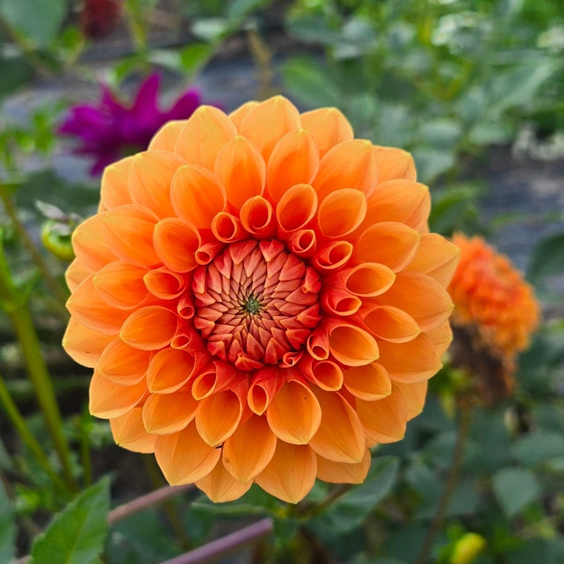Maarn (Sylvia) Dahlia Tuber