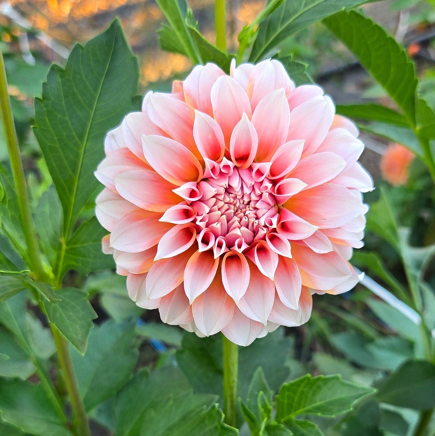 Peaches N Cream Dahlia Tuber