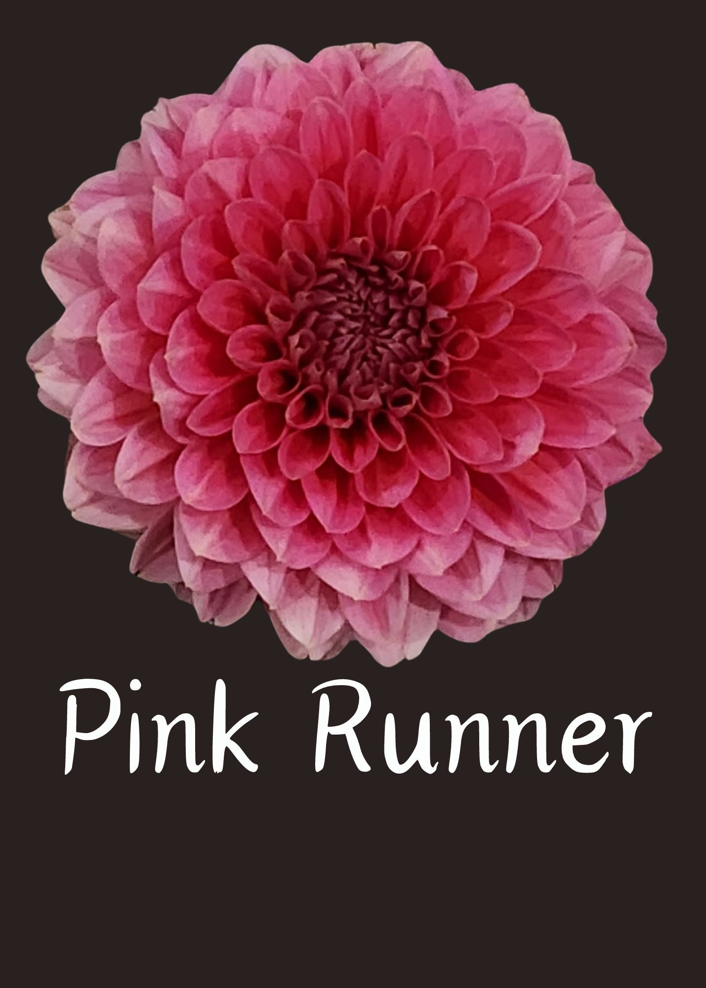Pink Runner Dahlia