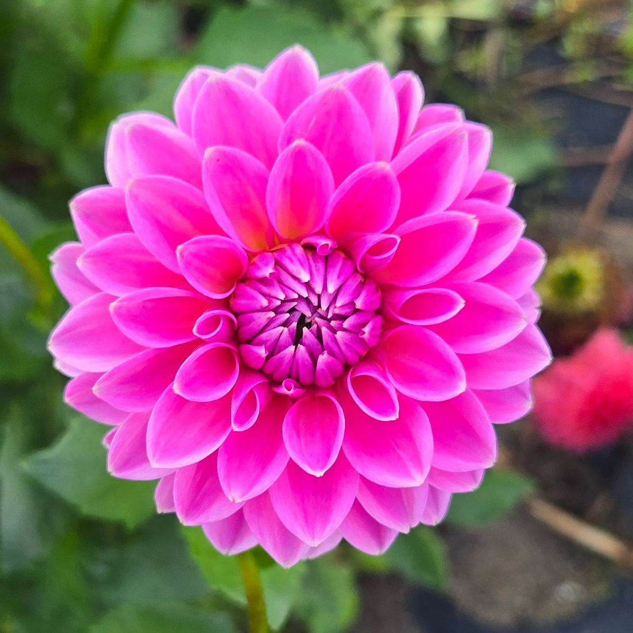 Pink Sylvia Dahlia Tuber