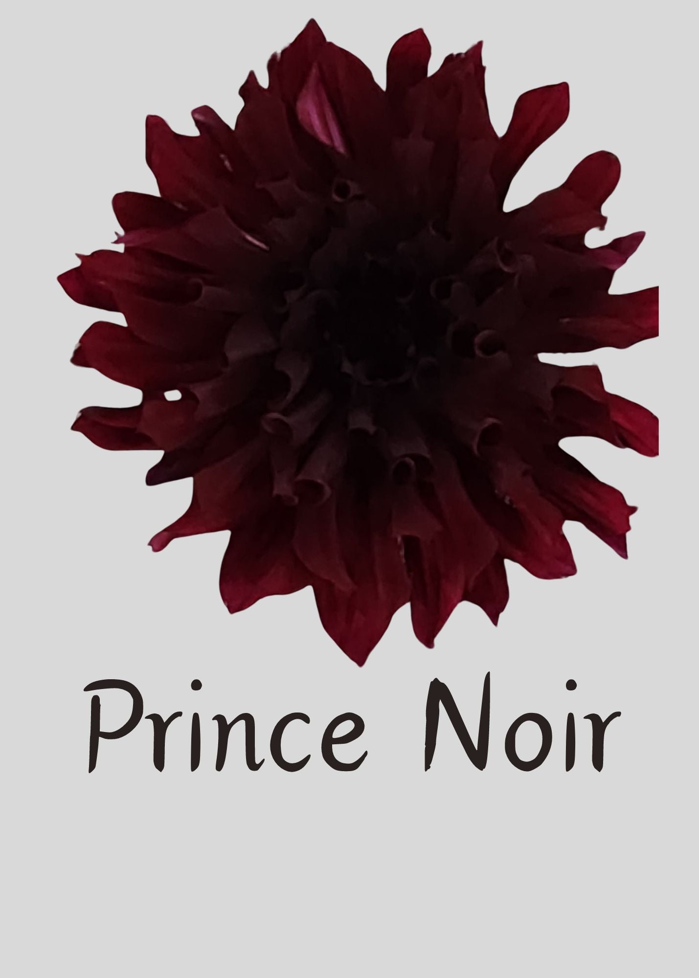 Prince Noir Dahlia Tuber