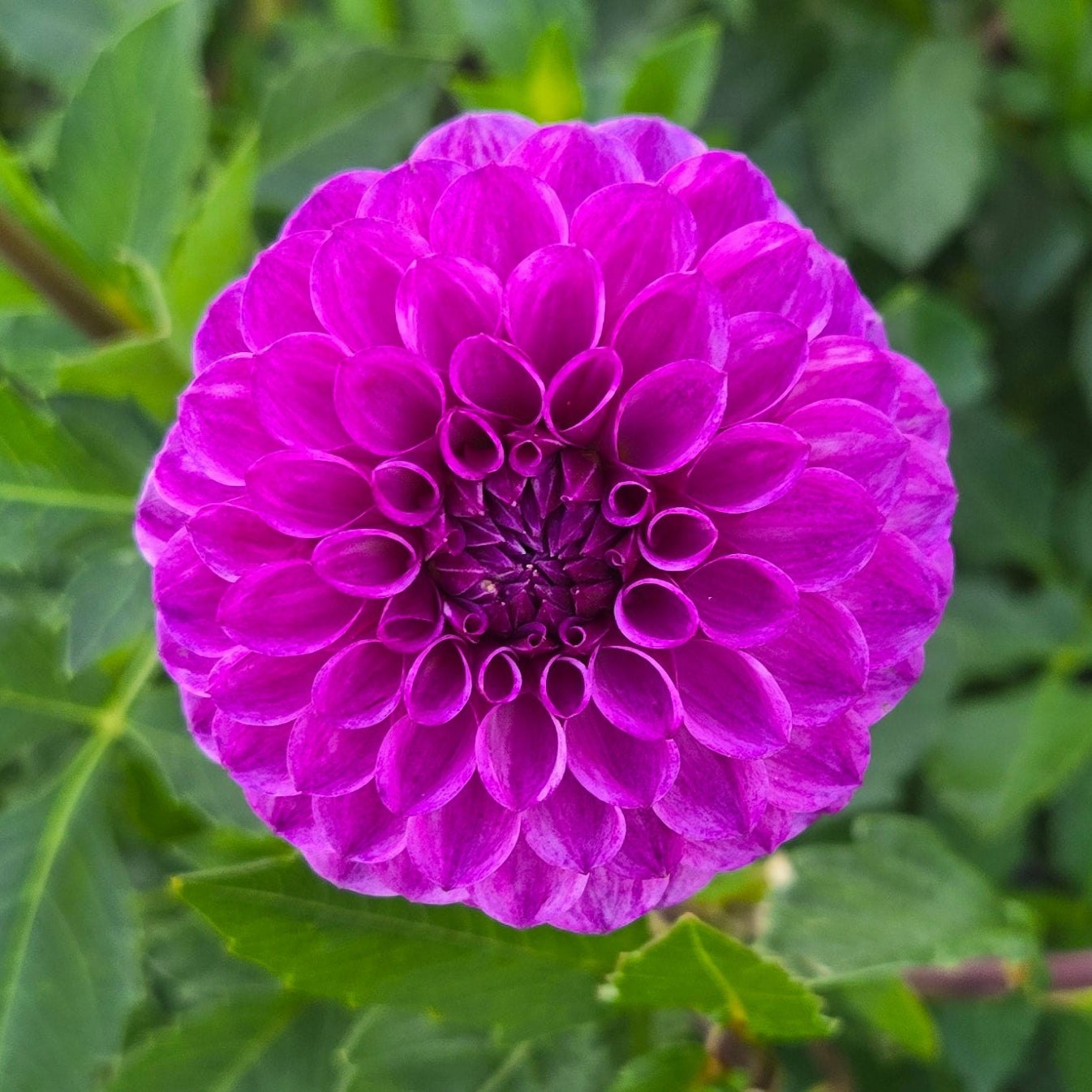 Robann Royal Dahlia Tuber