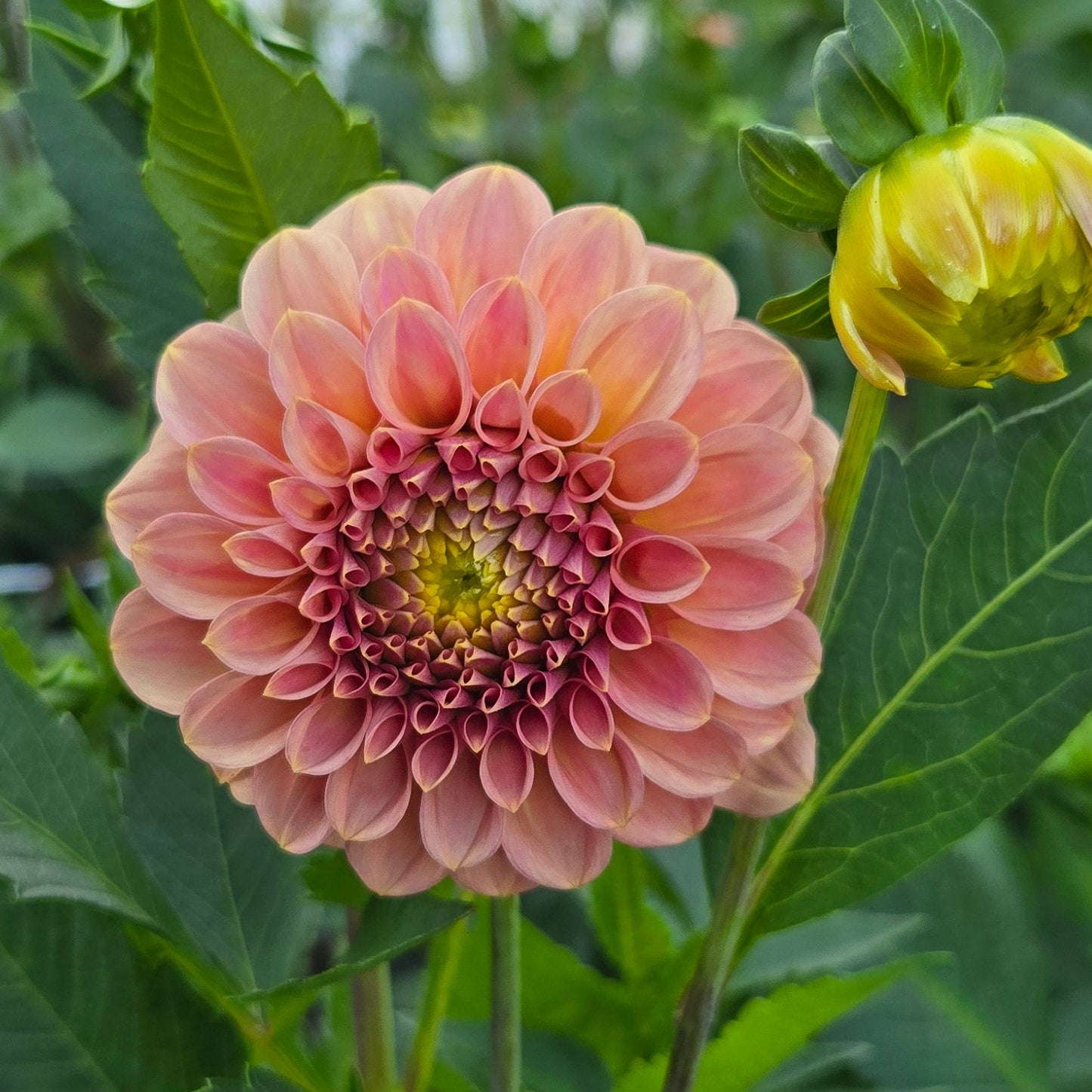 Rock Run Ashley Dahlia