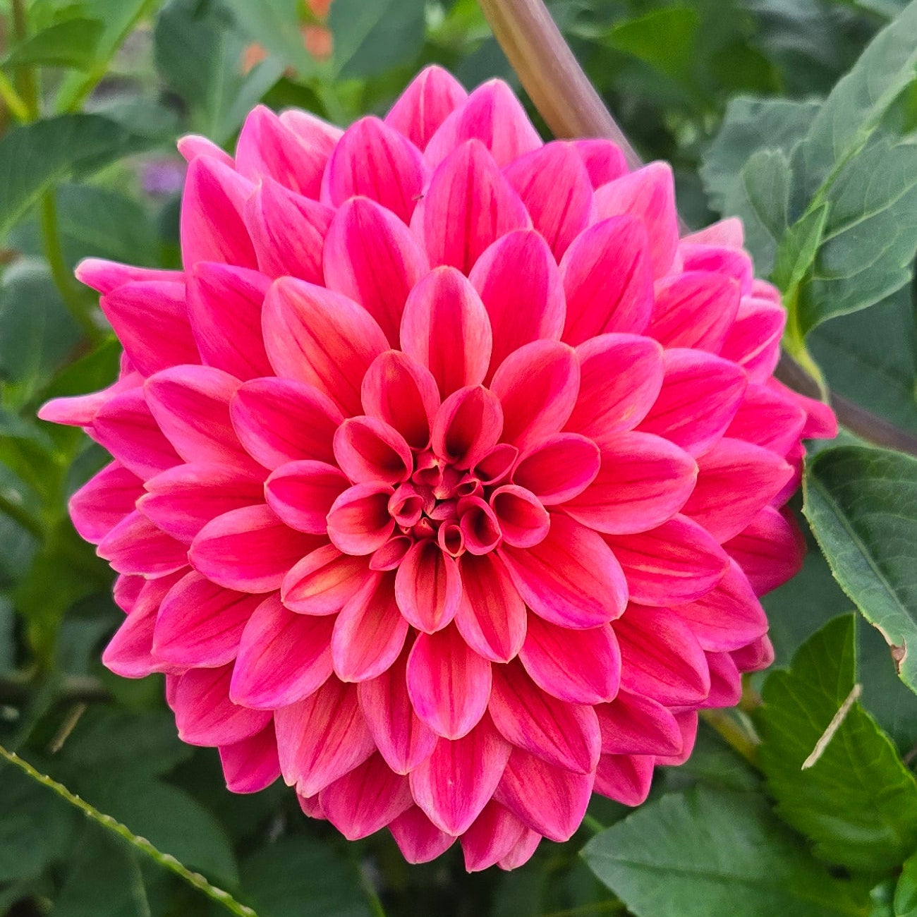Salmon Runner Dahlia Tuber