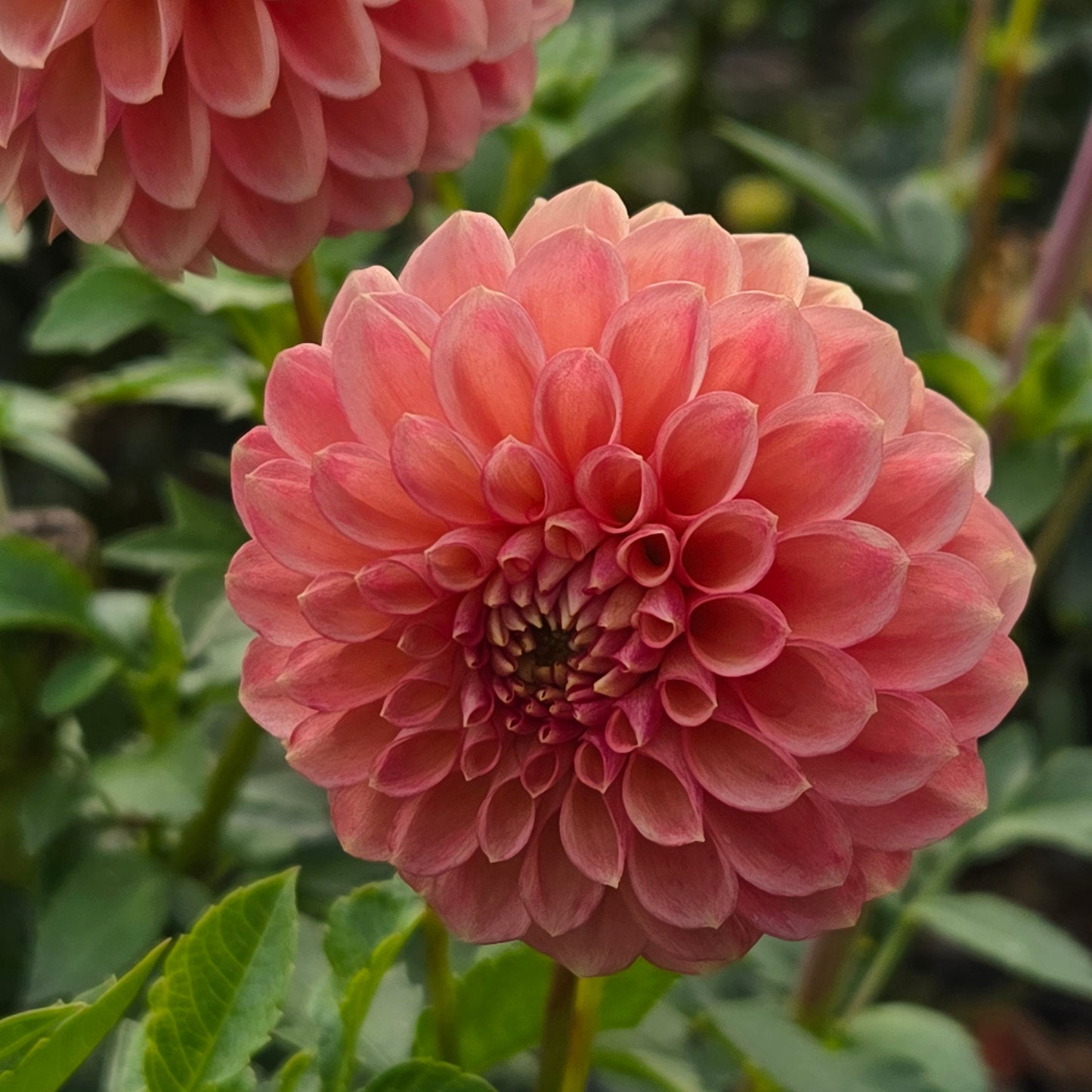 Snoho Doris Dahlia