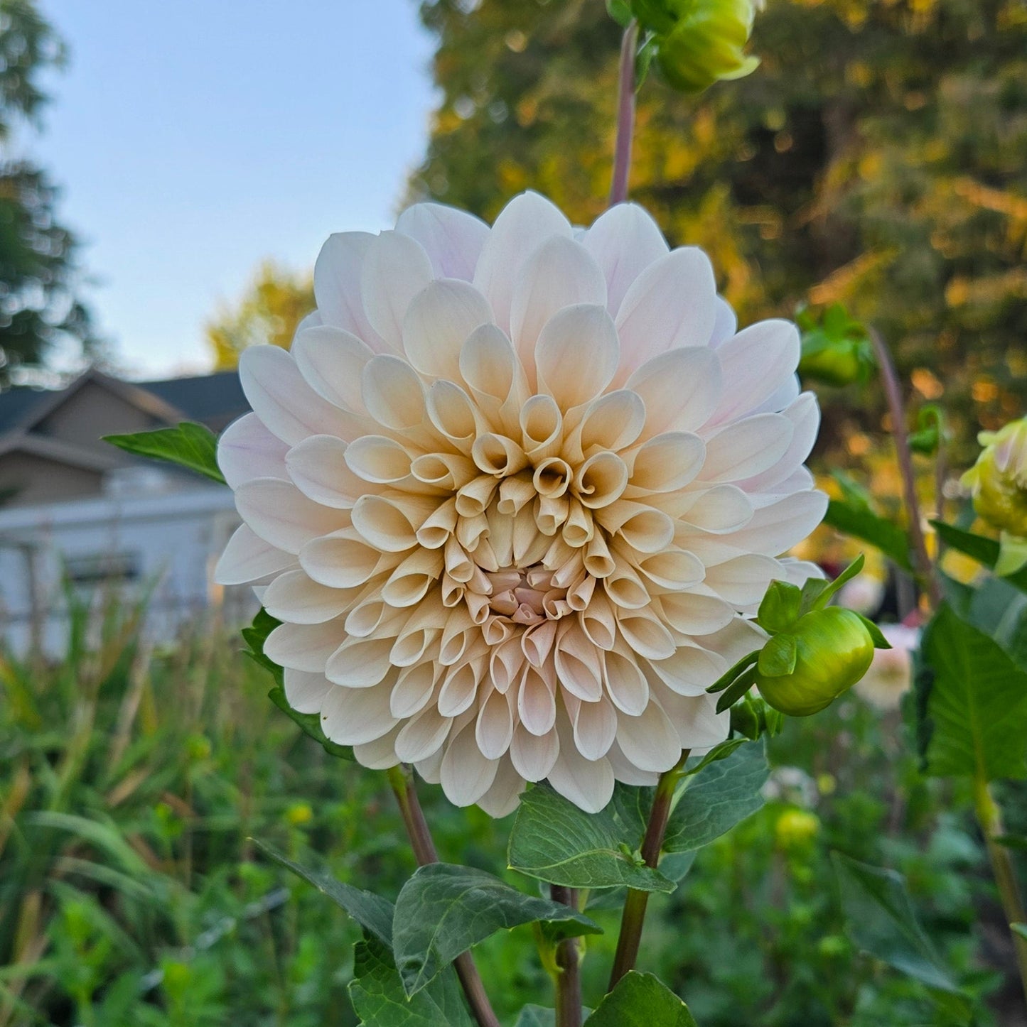 Sweet Nathalie Dahlia