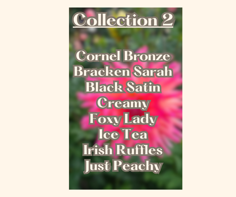 Last Chance Collection # 2