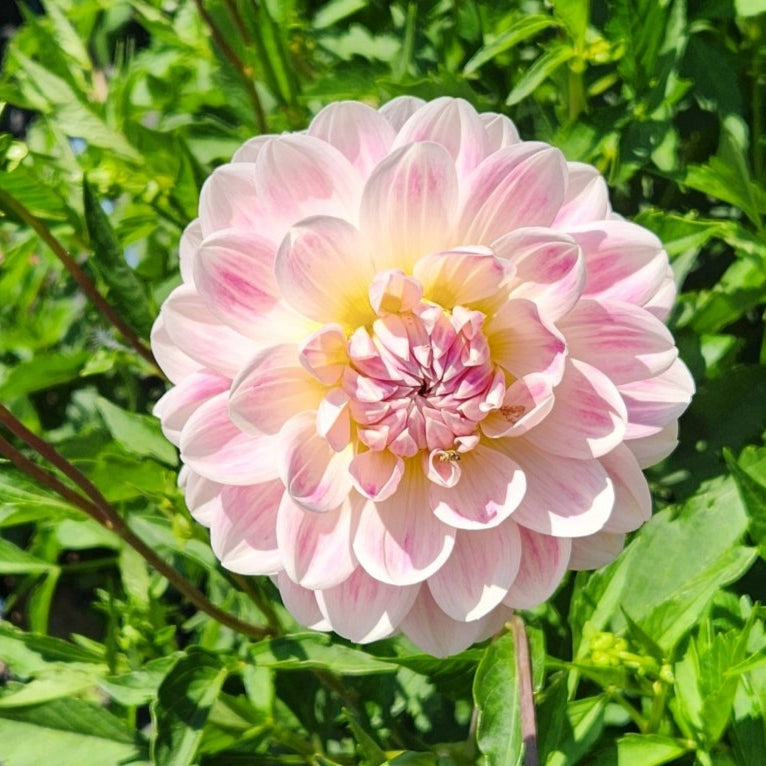 SHOP DAHLIA TUBERS