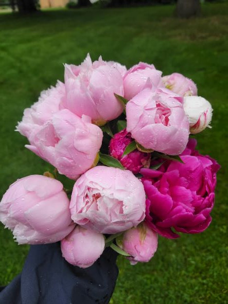 Peony Bouquet Subscription