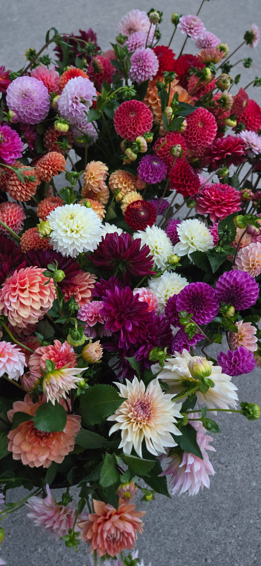 Dahlia Tuber Workshop -- November 7