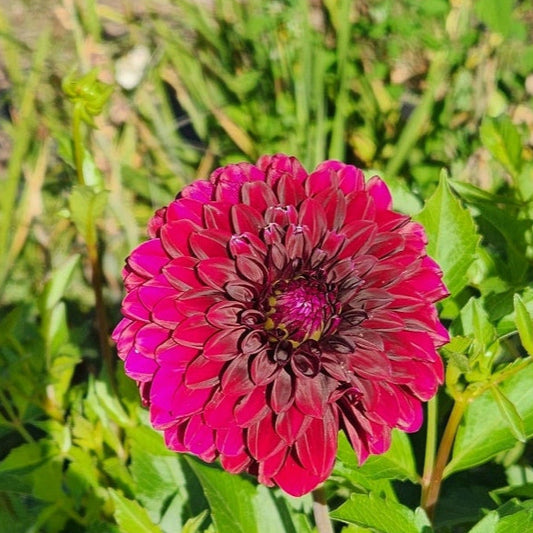 Black Satin Dahlia