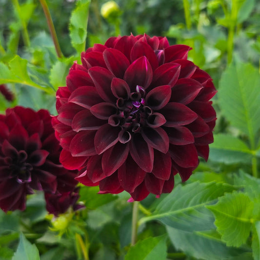 Black Satin Dahlia