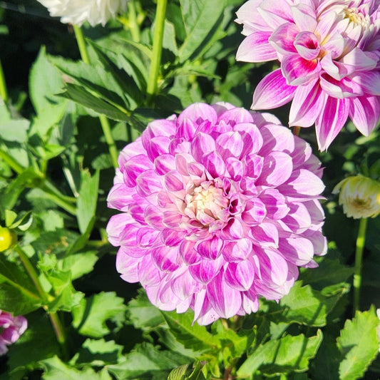 Blackberry Ice Dahlia