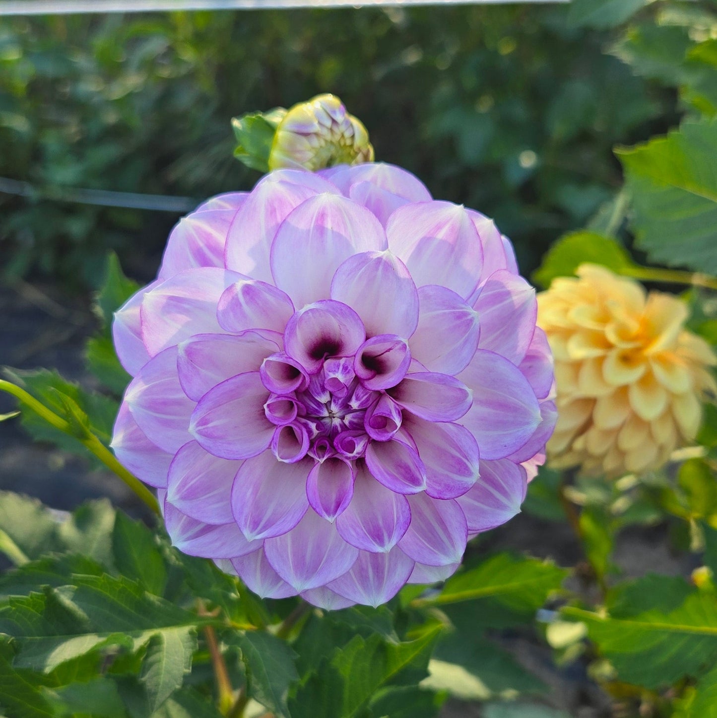 Blackberry Ice Dahlia