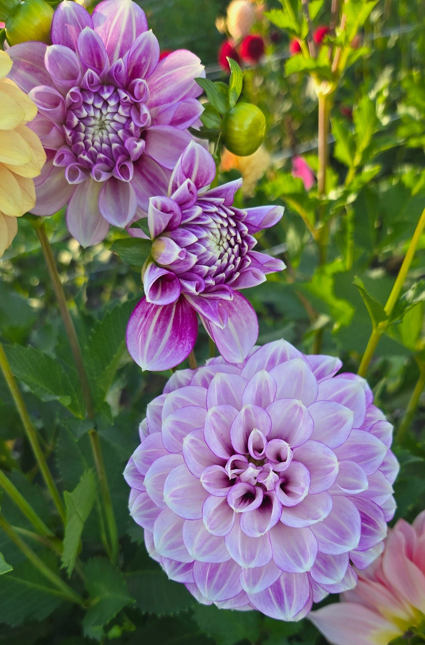 Blackberry Ice Dahlia