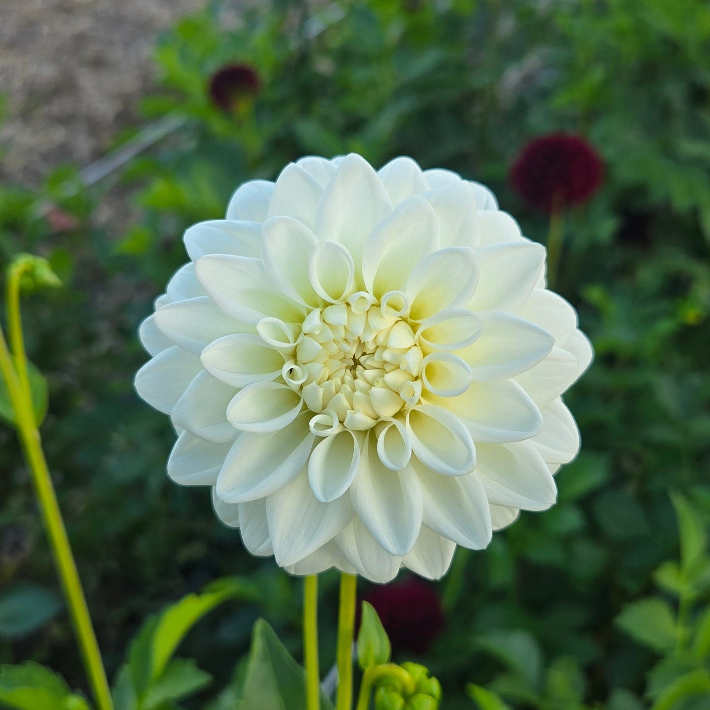 Blizzard Dahlia Tuber