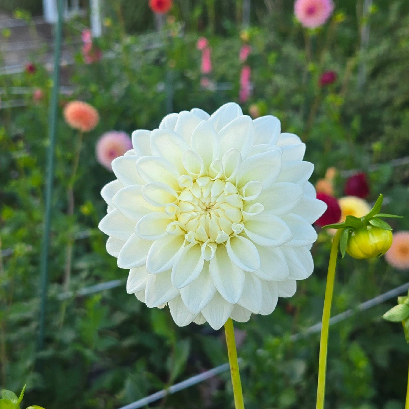 Blizzard Dahlia Tuber