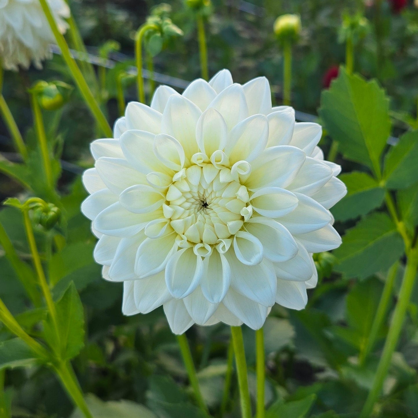 Blizzard Dahlia Tuber