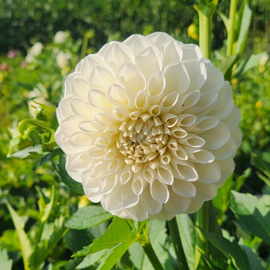 Boom Boom White Dahlia