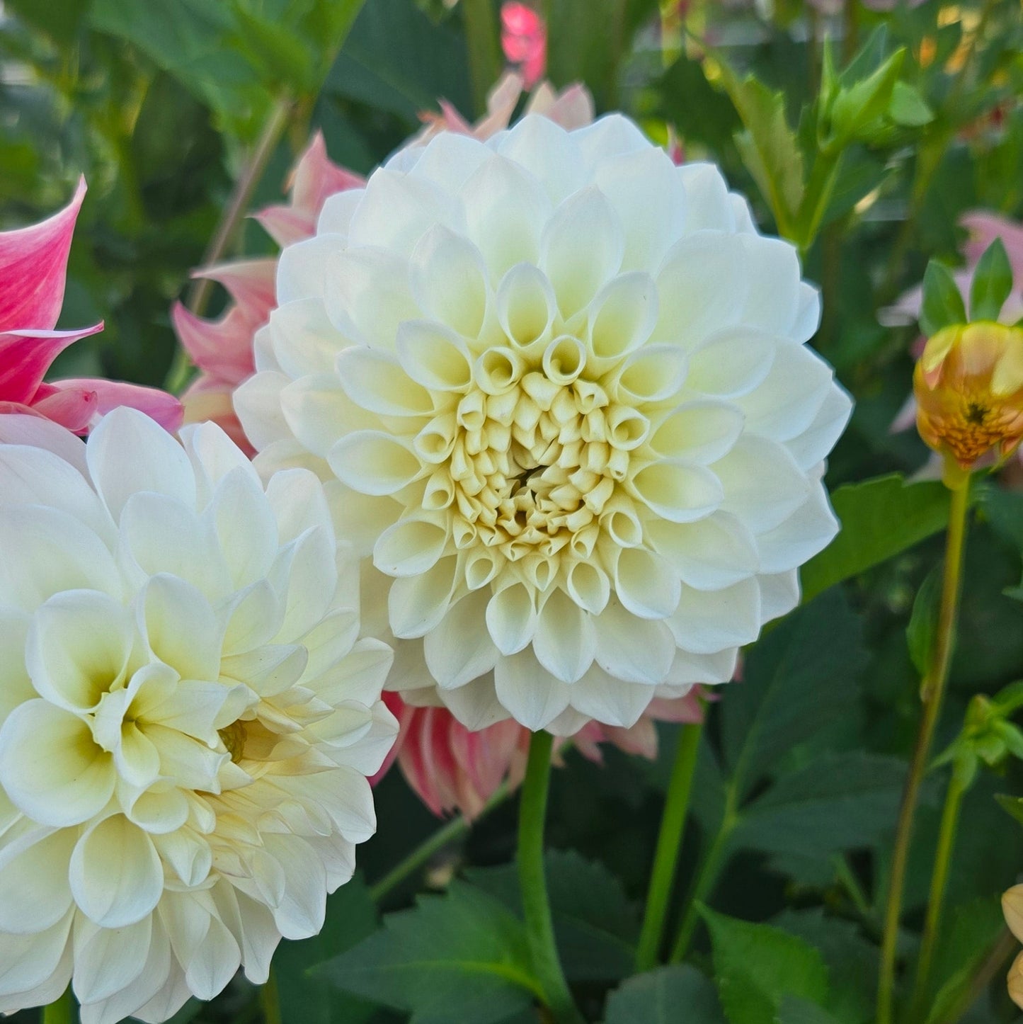 Boom Boom White Dahlia
