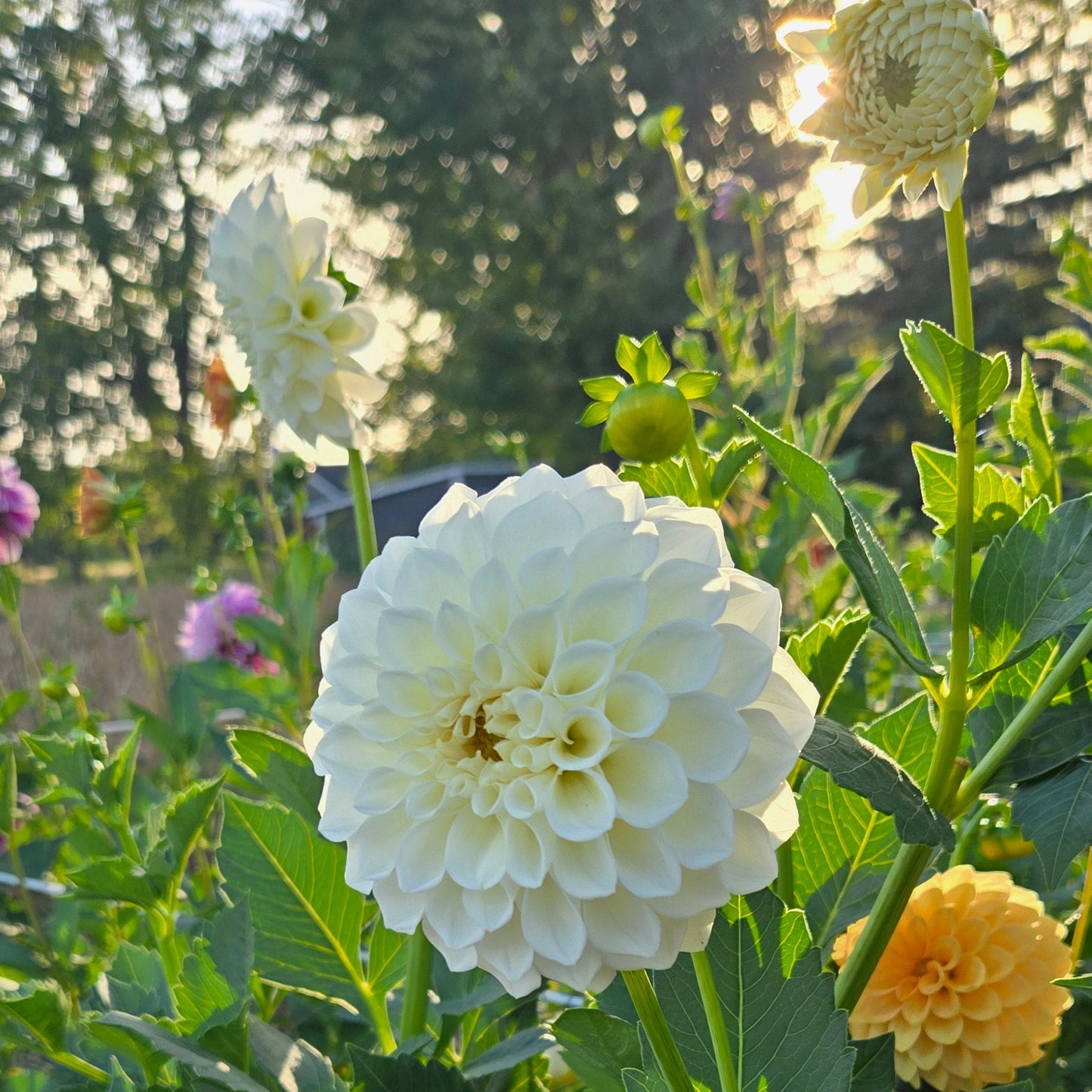 Boom Boom White Dahlia