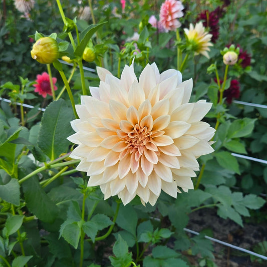 Cafe Au Lait Dahlia