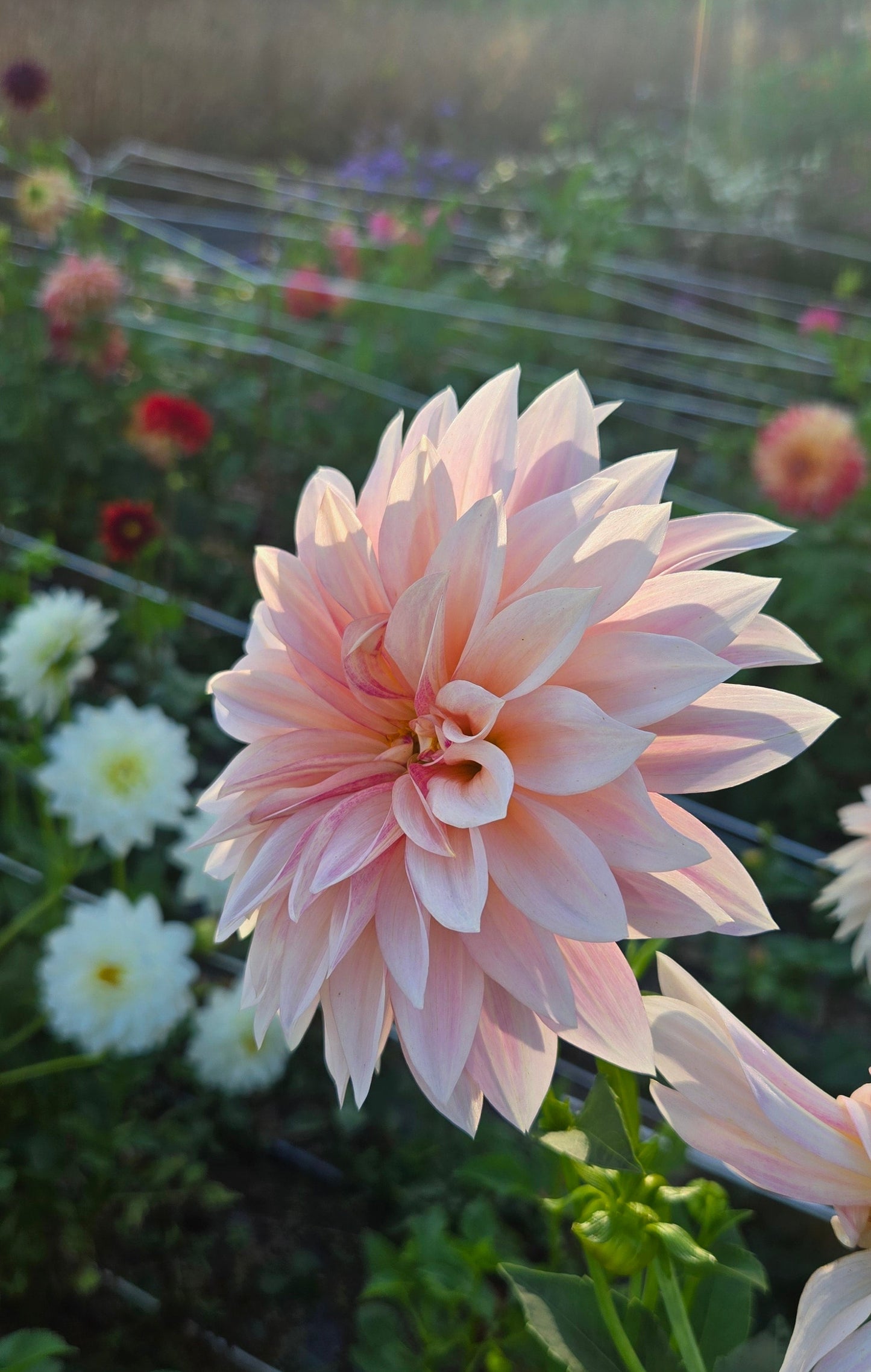 Cafe Au Lait MINI Dahlia