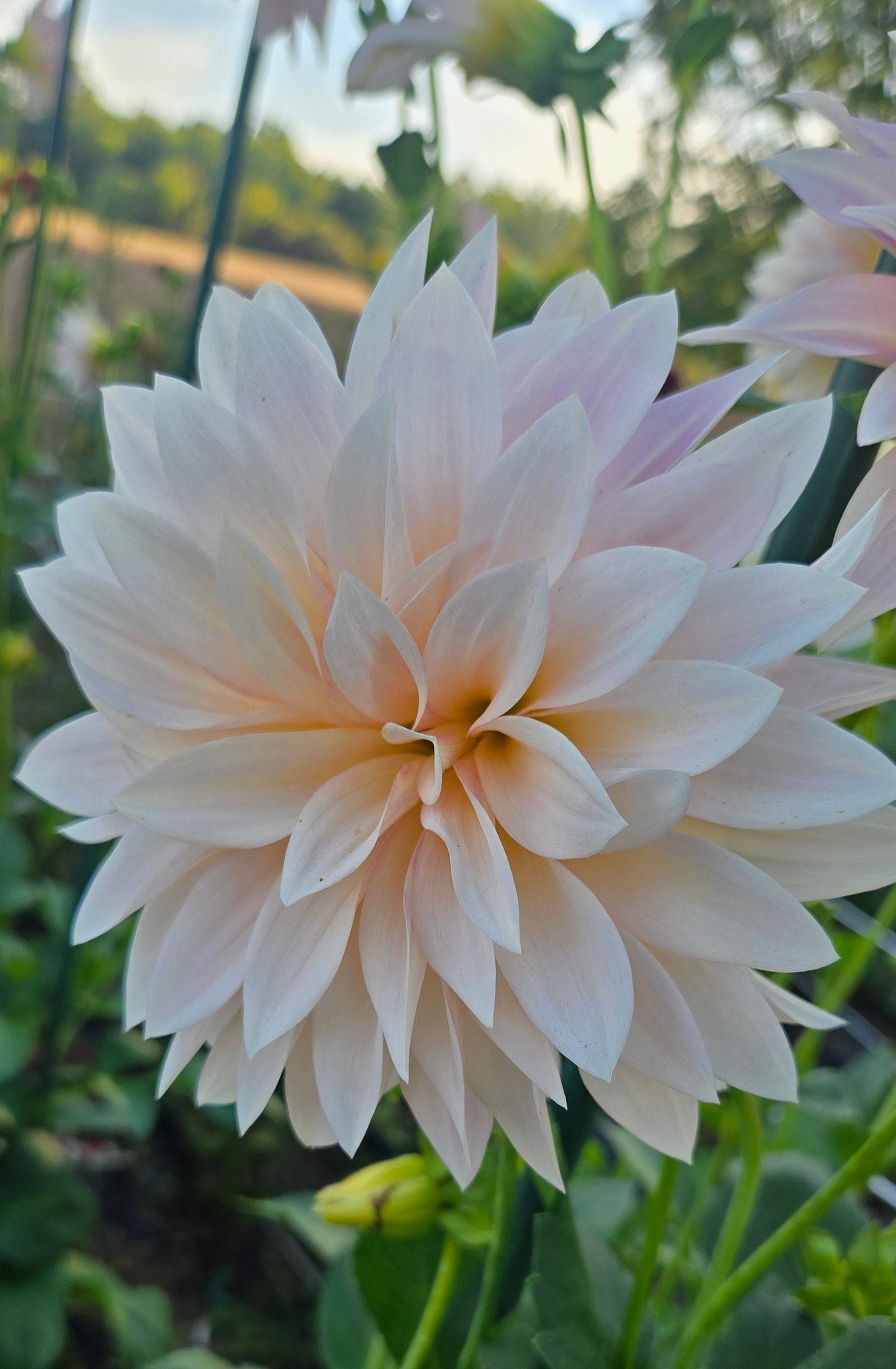 Cafe Au Lait MINI Dahlia