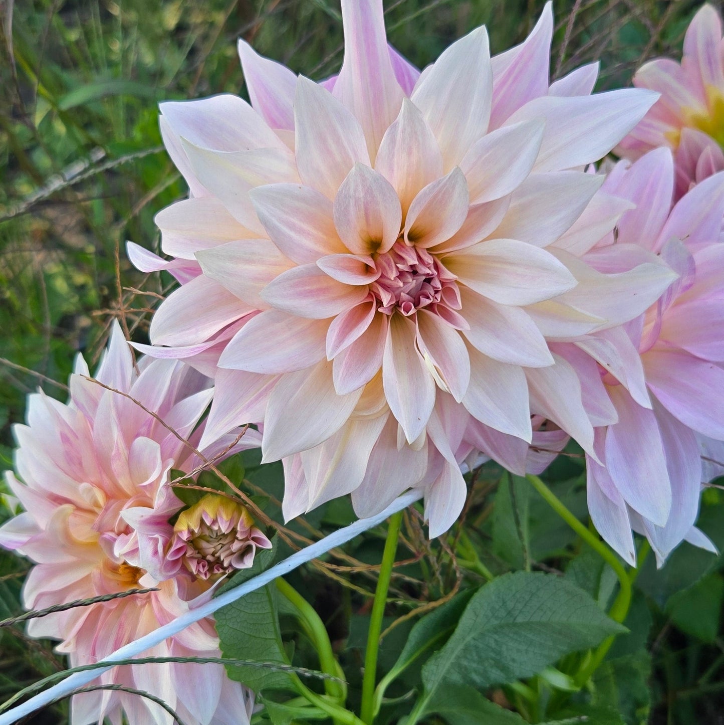 Cafe Au Lait MINI Dahlia