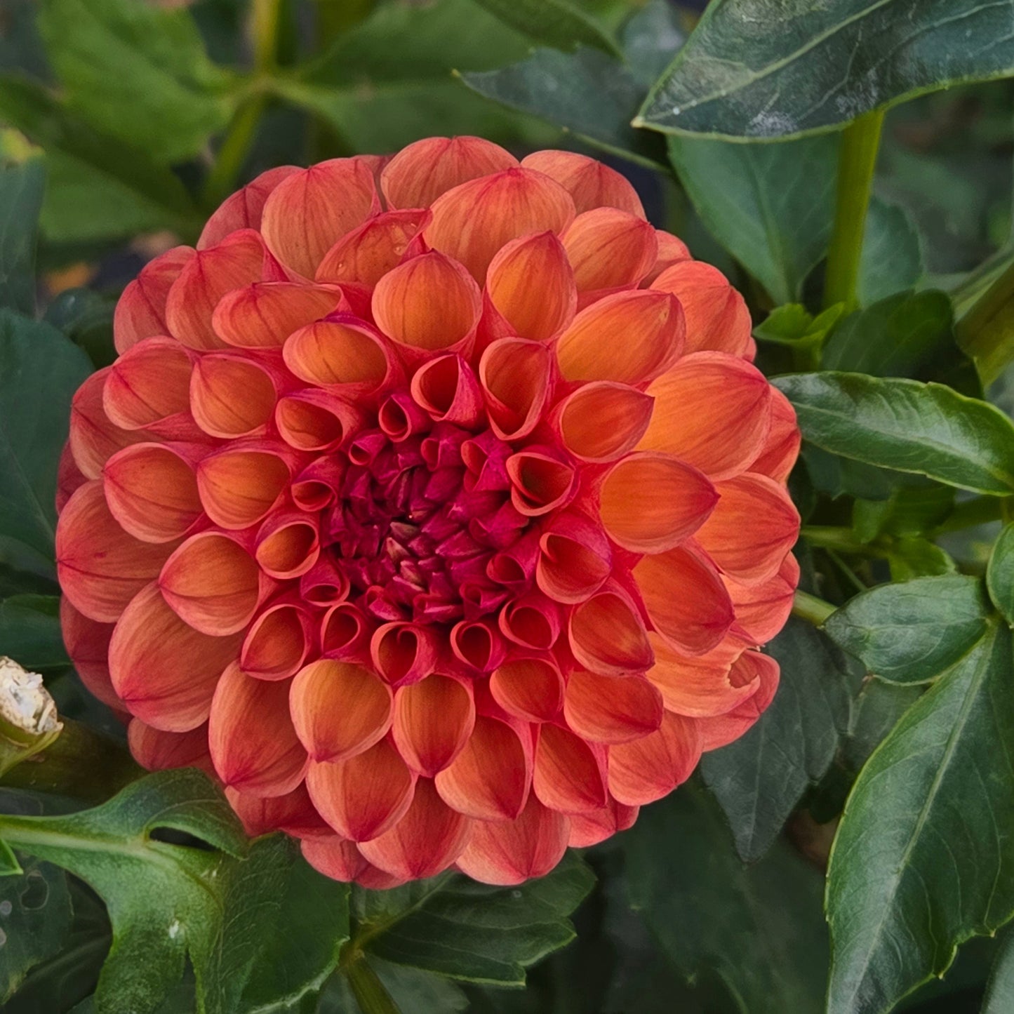 Clearview Peachy Dahlia